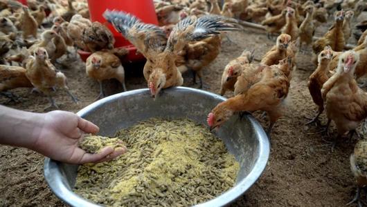 久久久精品麻豆一区二区三区麻豆APP下载入口免费垃圾处理设备使麻豆APP下载入口免费垃圾变废为宝